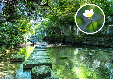 <Web割対象商品>【キングツアーバス旅】水の都・三島「源兵衛川せせらぎ散歩&梅花藻の里」三島うなぎと佐野美術館「岩合光昭写真展」〔吉祥寺・新宿発〕1